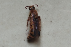 Phalerimeris madurensis