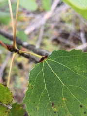 Eriophyes diversipunctatus