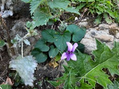 Viola somchetica