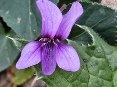 Viola somchetica