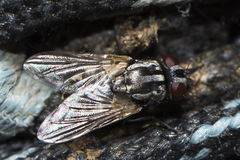 Musca vetustissima