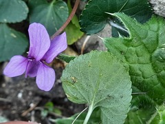 Viola somchetica
