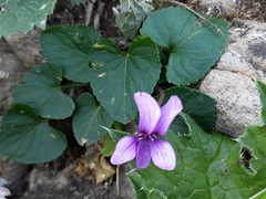Viola somchetica