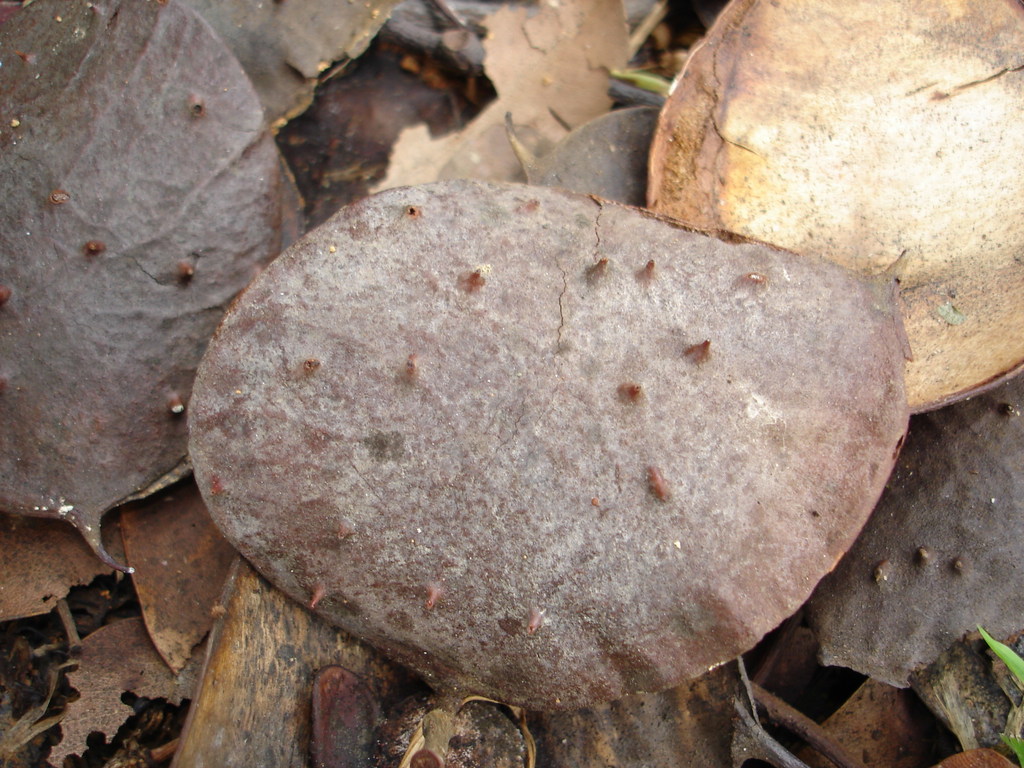 Sindora wallichii; photograph (c) Cheongweei Gan, some rights reserved (CC BY)