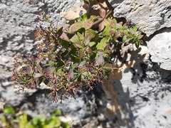 Galium valantioides