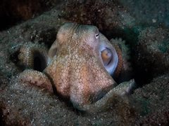 Octopus pallidus