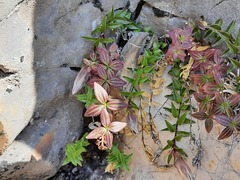 Galium valantioides
