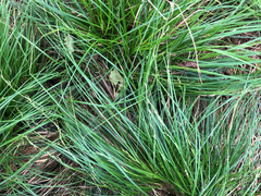 Carex brunnea
