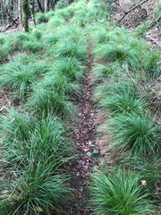 Carex brunnea