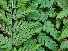 Woodsia caucasica