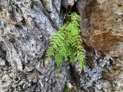 Woodsia caucasica