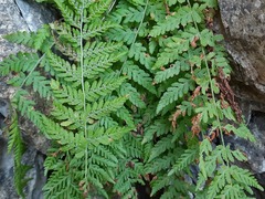 Woodsia caucasica