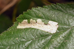 Coptotriche marginea