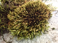 Imbribryum mildeanum