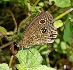 Ypthima nikaea