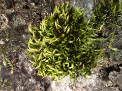 Imbribryum mildeanum