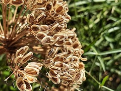 Peucedanum ruthenicum