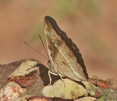 Bassarona teuta