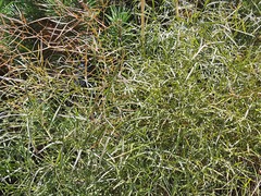 Peucedanum ruthenicum