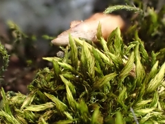 Imbribryum mildeanum