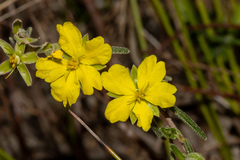 Hibbertia australis