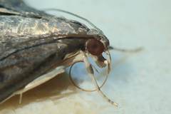 Omiodes tristrialis