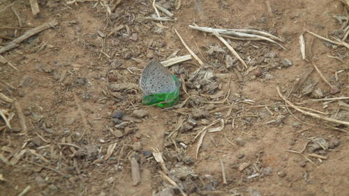 Photo of African Grass Blue