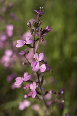 Stylidium confluens
