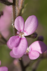 Stylidium confluens