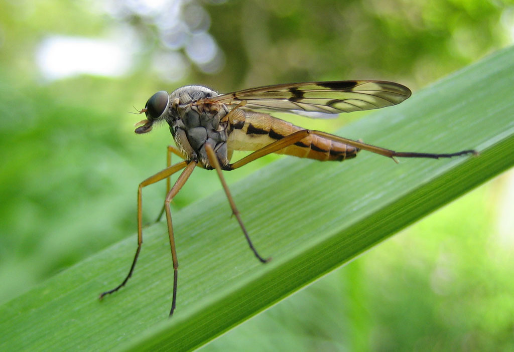 Downlooker Snipefly