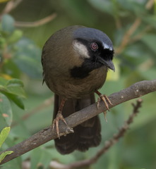 Pterorhinus chinensis