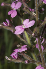 Stylidium confluens