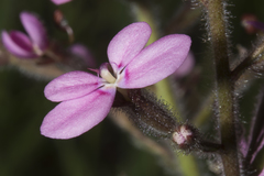 Stylidium confluens
