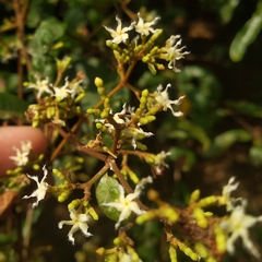 Ichnocarpus frutescens