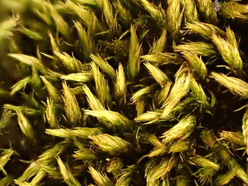 Imbribryum mildeanum