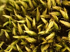 Imbribryum mildeanum