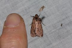 Mimaglossa nauplialis