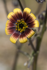 Osteospermum monstrosum