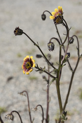 Osteospermum monstrosum