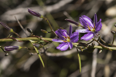 Thysanotus manglesianus