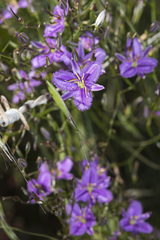 Thysanotus manglesianus