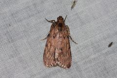 Mimaglossa nauplialis