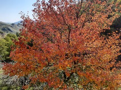 Pyrus communis caucasica
