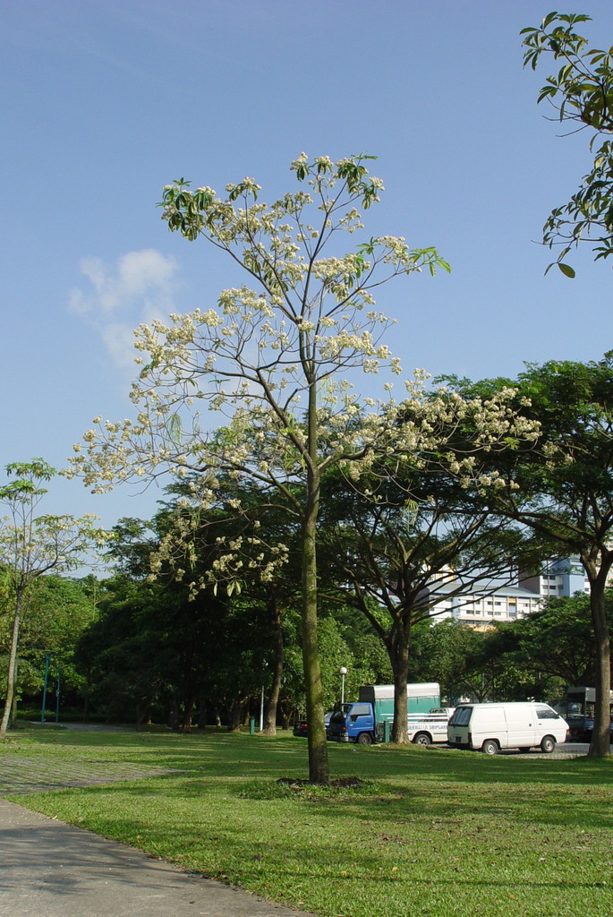 Alstonia scholaris, West Coast Park, Singapore