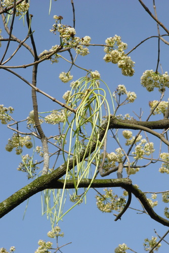Alstonia scholaris