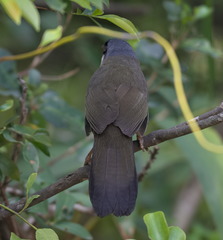 Pterorhinus chinensis