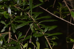 Bursaria spinosa