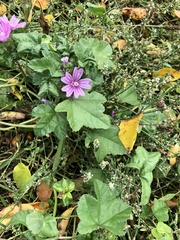 Malva sylvestris sylvestris