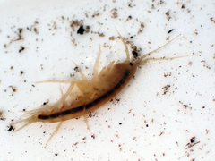 Gammarus fossarum