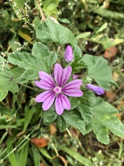 Malva sylvestris sylvestris